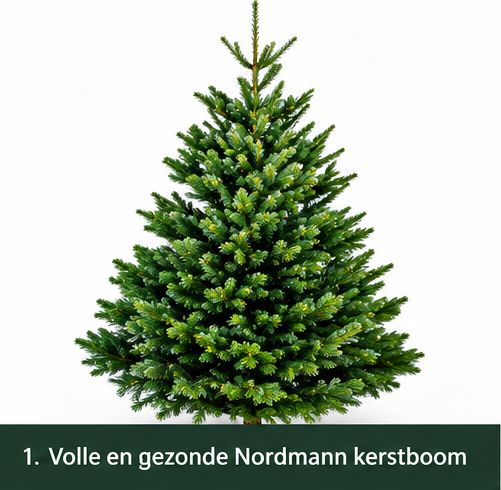 Nordmann Excellent – Kerstboom – Gezaagd – 100–125 cm
