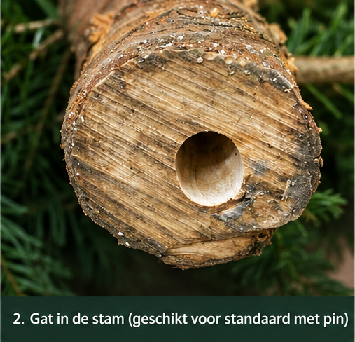 Nordmann Excellent – Kerstboom – Gezaagd – 100–125 cm