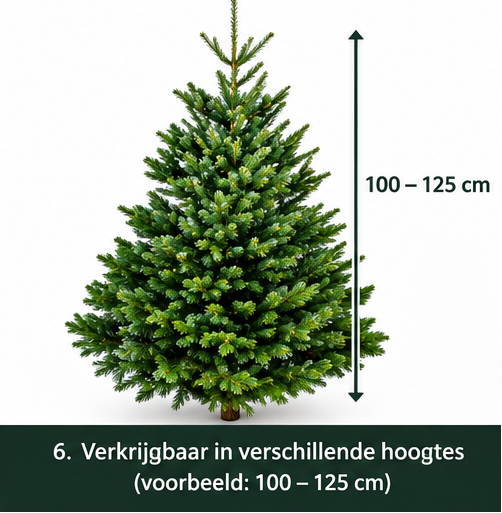 Nordmann Excellent – Kerstboom – Gezaagd – 100–125 cm